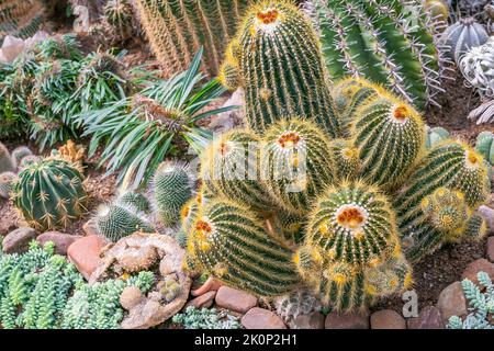 Grand groupe de plantes Cactus motif, fond naturel Banque D'Images