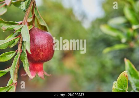 Plantation d'arbres de grenade en saison de récolte, grand fruit pour Rosh Hashanah Banque D'Images