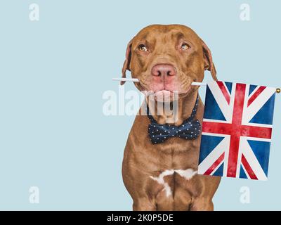 Adorable chien adorable et drapeau britannique. Gros plan, intérieur. Photo de studio. Félicitations pour votre famille, vos proches, vos proches, vos amis et vos collègues. C. PET Banque D'Images