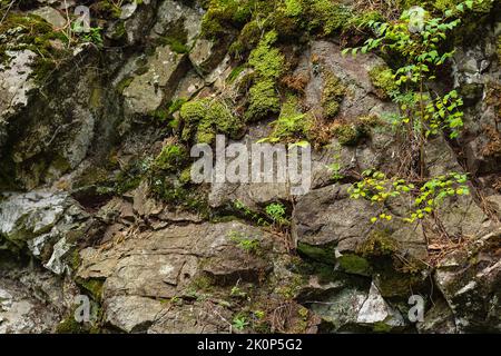 Riche végétation des hautes terres. Flore de montagne. Arrière-plan naturel détaillé. Magnifique nature.rochers humides et rochers couverts de mousse Banque D'Images