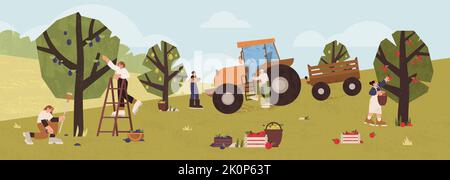 Les gens récoltant des fruits dans le verger. Les agriculteurs cueillant des pommes mûres, des prunes, des poires d'arbres dans des paniers en bois de jardin. Les jardiniers, hommes et femmes, récoltent la récolte à l'aide d'une échelle et d'un tracteur. Travail agricole Illustration de Vecteur