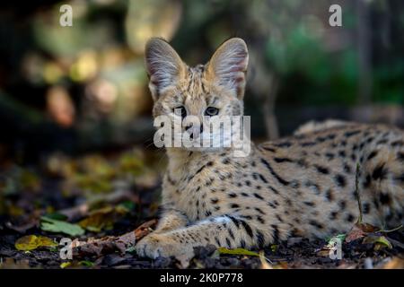 Fermez le jeune chat serval (Felis serval). Scène sauvage de la nature. Animal sauvage dans l'habitat naturel Banque D'Images