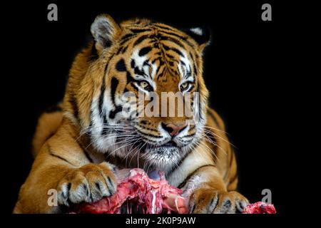 Fermer adict Tiger mangeant de la viande sur fond noir Banque D'Images