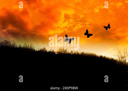 coucher de soleil sur un champ et trois papillons en silhouette Banque D'Images