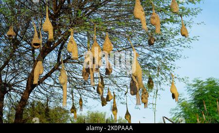 Colonie de nidification de Baya weaver. Un petit foyer d'un oiseau de tisserand de baya perché sur un nid suspendu dans un champ de millet. Banque D'Images