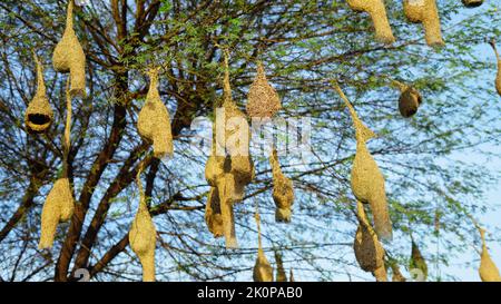 Jour ensoleillé, les oiseaux suspendus beaucoup nichent dans une branche d'acacia. Vue en paysage du groupe de nids d'oiseaux de baya weaver suspendus sur l'acacia. Banque D'Images