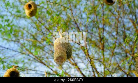 Colonie de nidification de Baya weaver. Un petit foyer d'un oiseau de tisserand de baya perché sur un nid suspendu dans un champ de millet. Banque D'Images