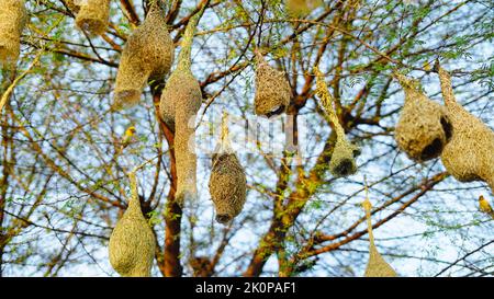 Jour ensoleillé, les oiseaux suspendus beaucoup nichent dans une branche d'acacia. Vue en paysage du groupe de nids d'oiseaux de baya weaver suspendus sur l'acacia. Banque D'Images