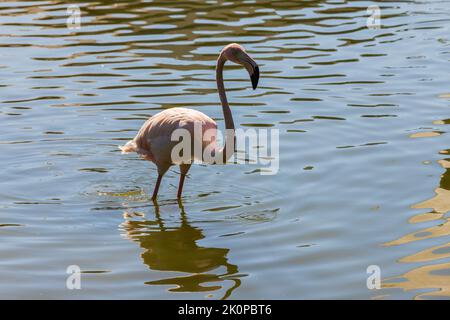 Rose flamant marcher sur l'eau par une journée ensoleillée Banque D'Images