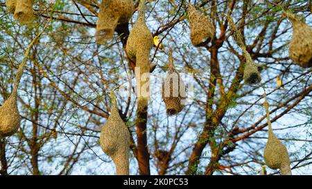 Jour ensoleillé, les oiseaux suspendus beaucoup nichent dans une branche d'acacia. Vue en paysage du groupe de nids d'oiseaux de baya weaver suspendus sur l'acacia. Banque D'Images