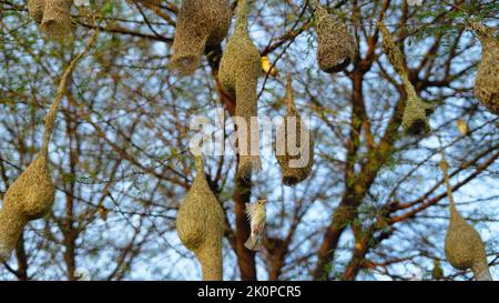 Les oiseaux construisent des nids, Baya Weaver. Baya weaver oiseau Nest fait de foin, Skylark niche sur les branches dans la région pour venir naturellement. Banque D'Images