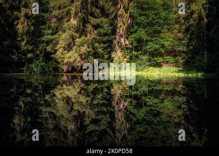 Magnifique reflet de conifères et de feuillus sur la surface d'eau tranquille d'un lac dans une forêt pittoresque. Banque D'Images
