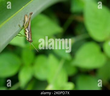 Sauterelle sur la feuille d'arbre avec fond vert naturel, motif noir et vert des insectes nuisibles dans les régions tropicales Banque D'Images