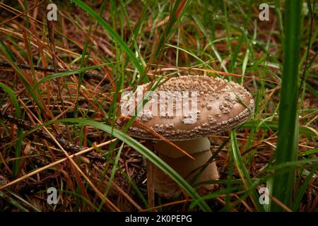 Perce des champignons (Amanita) dans la forêt à côté des herbes Banque D'Images