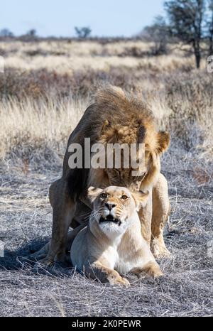 Une paire de lions correspondante dans la savane de Kalahari Banque D'Images