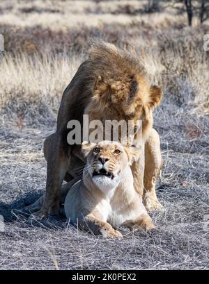 Une paire de lions correspondante dans la savane de Kalahari Banque D'Images