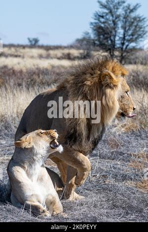 Une paire de lions correspondante dans la savane de Kalahari Banque D'Images