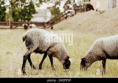 Groupe de deux moutons britanniques Suffolk animaux domestiques dans la ferme en grange en bois sur un pâturage dans le champ manger de l'herbe jaune sur le sol. Mouton noir-blanc. Photo de haute qualité Banque D'Images