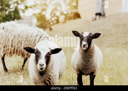 Groupe de moutons britanniques Suffolk dans une ferme sur un pâturage dans le champ avec grange en bois. Portrait de deux moutons regardant l'appareil photo avec intérêt et posant comme un modèle. Mouton noir-blanc. Photo de haute qualité Banque D'Images