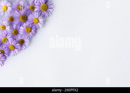 Violet erigeron fleurs sur fond gris avec espace pour le texte. Posé à plat d'été Banque D'Images