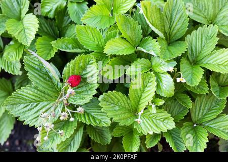 Les feuilles de fraises vertes aux baies rouges et aux fleurs blanches poussent dans le jardin. Arrière-plan abstrait vert des feuilles Banque D'Images