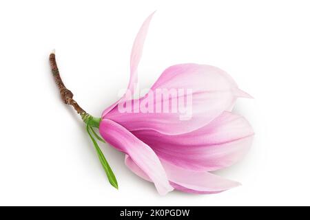 Fleur de magnolia rose isolée sur fond blanc avec pleine profondeur de champ. Vue de dessus. Pose à plat. Banque D'Images