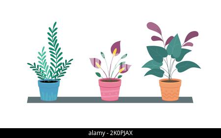 Fleurs et plantes dans des vases sur l'étagère. Plantes de maison dans des vases. Plantes d'intérieur tendance de style plat. Illustration vectorielle. Illustration de Vecteur