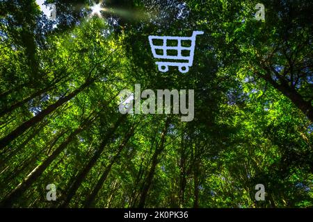 La canopée de cette forêt a un trou en forme de panier Banque D'Images