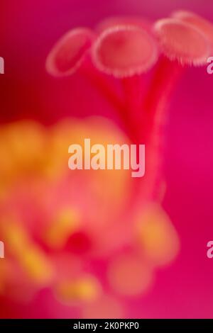 Cayenne ou Hibiscus détail fleur, Riminmi, Italie Banque D'Images