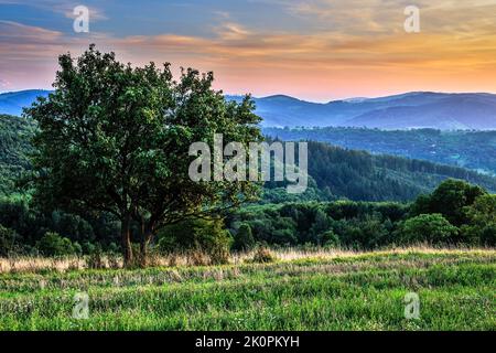 Été rural paysage vallonné avec arbre et forêt après le coucher du soleil. Soir au crépuscule. De magnifiques nuages colorés dans le ciel bleu. Horna Suca, Slovaquie. Banque D'Images