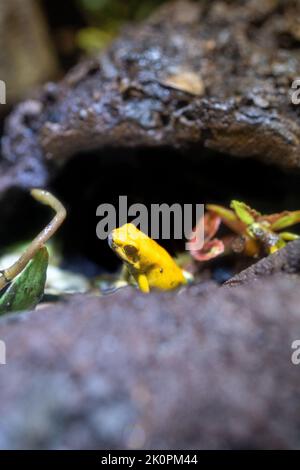 Un cliché vertical d'une grenouille empoisonnée dorée (Phyllobates terribilis) Banque D'Images