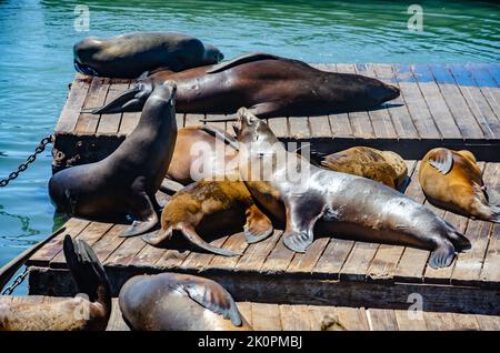 Bains de soleil au phoque sauvage sur des pontons en bois dans le port de l'embarcadère 39 à San Francisco, Californie, États-Unis Banque D'Images