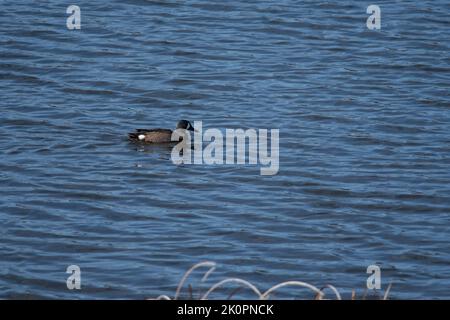 Canard bleu ailé nageant sur l'étang dans un parc de New York Banque D'Images