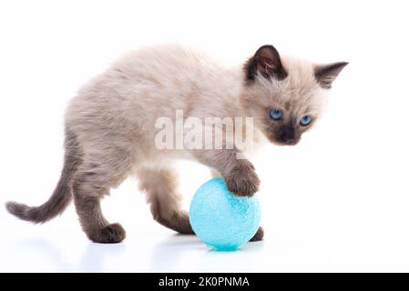 Un drôle, ludique, curieux petit chaton joue avec un ballon. Photo de haute qualité Banque D'Images