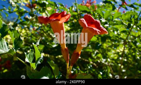 Fleur de trompette orange. Son nom latin est Brugmansia. Son autre nom est la trompette d'Angel. Arbuste de jardin avec de grandes fleurs en trompette. Banque D'Images