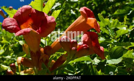 Fleur de trompette orange. Son nom latin est Brugmansia. Son autre nom est la trompette d'Angel. Arbuste de jardin avec de grandes fleurs en trompette. Banque D'Images