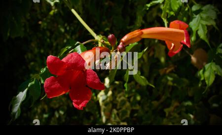 Fleur de trompette orange. Son nom latin est Brugmansia. Son autre nom est la trompette d'Angel. Arbuste de jardin avec de grandes fleurs en trompette. Banque D'Images