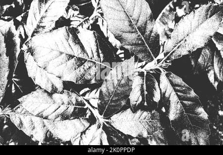 Texture macro de feuilles de bois en relief avec stries. Fond noir et blanc grunge. Illustration vectorielle abstraite de demi-teinte Illustration de Vecteur