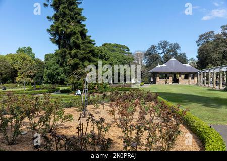 Roseraie le jour du printemps dans le jardin botanique royal, Sydney, Nouvelle-Galles du Sud, Australie Banque D'Images