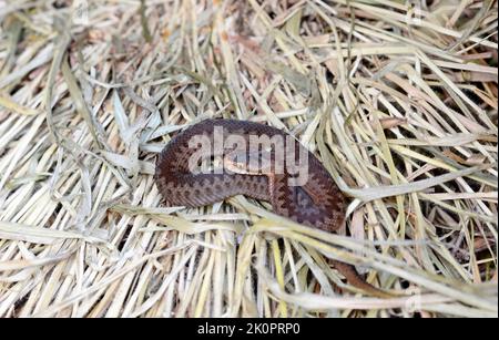 Jeune additionneur (Vipera berus). Les jeunes animaux ont la même coloration que les femelles adultes Banque D'Images