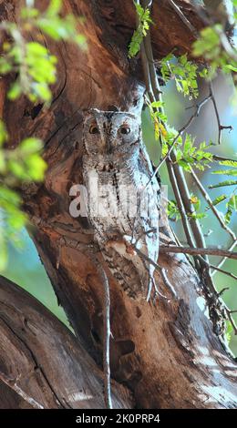 La chouette africaine des crêtes (Otus senegalensis) rôde dans un arbre pendant la journée Banque D'Images