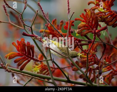 honeyeater brun australien, Lichmera indistincta, se nourrissant du nectar des fleurs des pattes de kangourou rouges, Anigozanthos, dans le jardin du Queensland. Banque D'Images