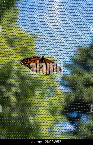 Un cliché vertical d'un papillon monarque ou simplement d'un monarque (Danaus plexippus)