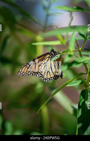 Un cliché vertical d'un papillon monarque ou simplement d'un monarque (Danaus plexippus)