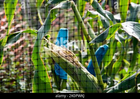 Le maïs doux prévoit la teinture protégée contre les animaux nuisibles tels que les blaireaux à l'aide de chaussettes et de filets humains Banque D'Images