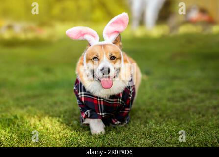 le charmant chiot corgi de pembroke traverse l'herbe verte dans les oreilles de lapin rose et une chemise à carreaux Banque D'Images