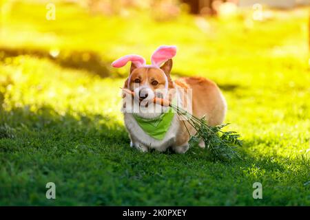 le charmant chiot corgi de pembroke traverse l'herbe verte dans les oreilles de lapin rose avec une carotte dans ses dents Banque D'Images