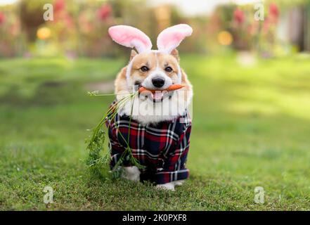 le charmant chiot corgi de pembroke traverse l'herbe verte dans les oreilles de lapin rose et une chemise à carreaux avec une carotte dans ses dents Banque D'Images