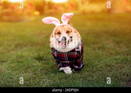 le charmant chiot corgi de pembroke traverse l'herbe verte dans les oreilles de lapin rose et une chemise à carreaux Banque D'Images