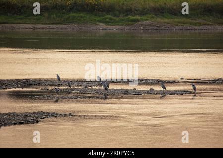 Jilin, Jilin, Chine. 13th septembre 2022. Sur 11 septembre 2022, ville de Jilin, province de Jilin, sous le coucher du soleil, De nombreux hérons se tiennent sur le haut de la rivière Songhua, attendant que les poissons apparaissent dans l'eau pour le dîner. Le héron, également connu sous le nom de héron gris, est également connu sous le nom de : ancien, long-cou, vieux, cigogne grise, et Qingzhuang. C'est un oiseau de passage à gué de la famille des Heronidae, qui habite les rives des rivières, des ruisseaux, des lacs, des étangs, des côtes et d'autres eaux. Ses eaux peu profondes se trouvent également dans les marécages, les rizières, les montagnes, les forêts et les déserts de plaine dans les eaux peu profondes et les marécages. Le héron est un migrateur Banque D'Images